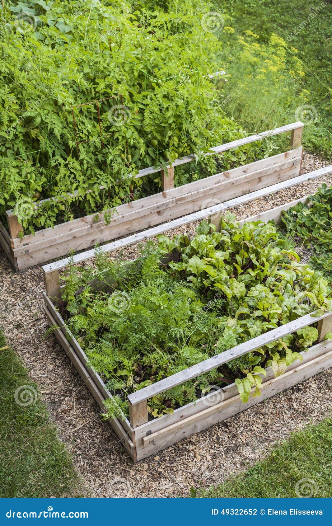 Vegetable Garden In Raised Boxes Stock Photo - Image of lush, outdoor
