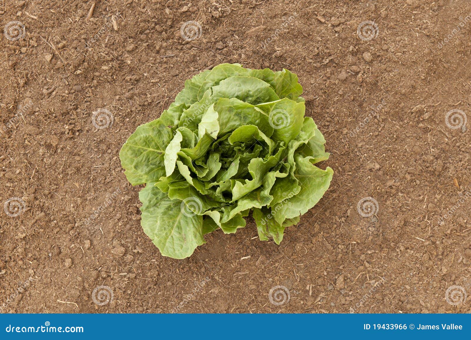 Vegetable Garden Romaine Lettuce Stock Photo Image of green, healthy 19433966