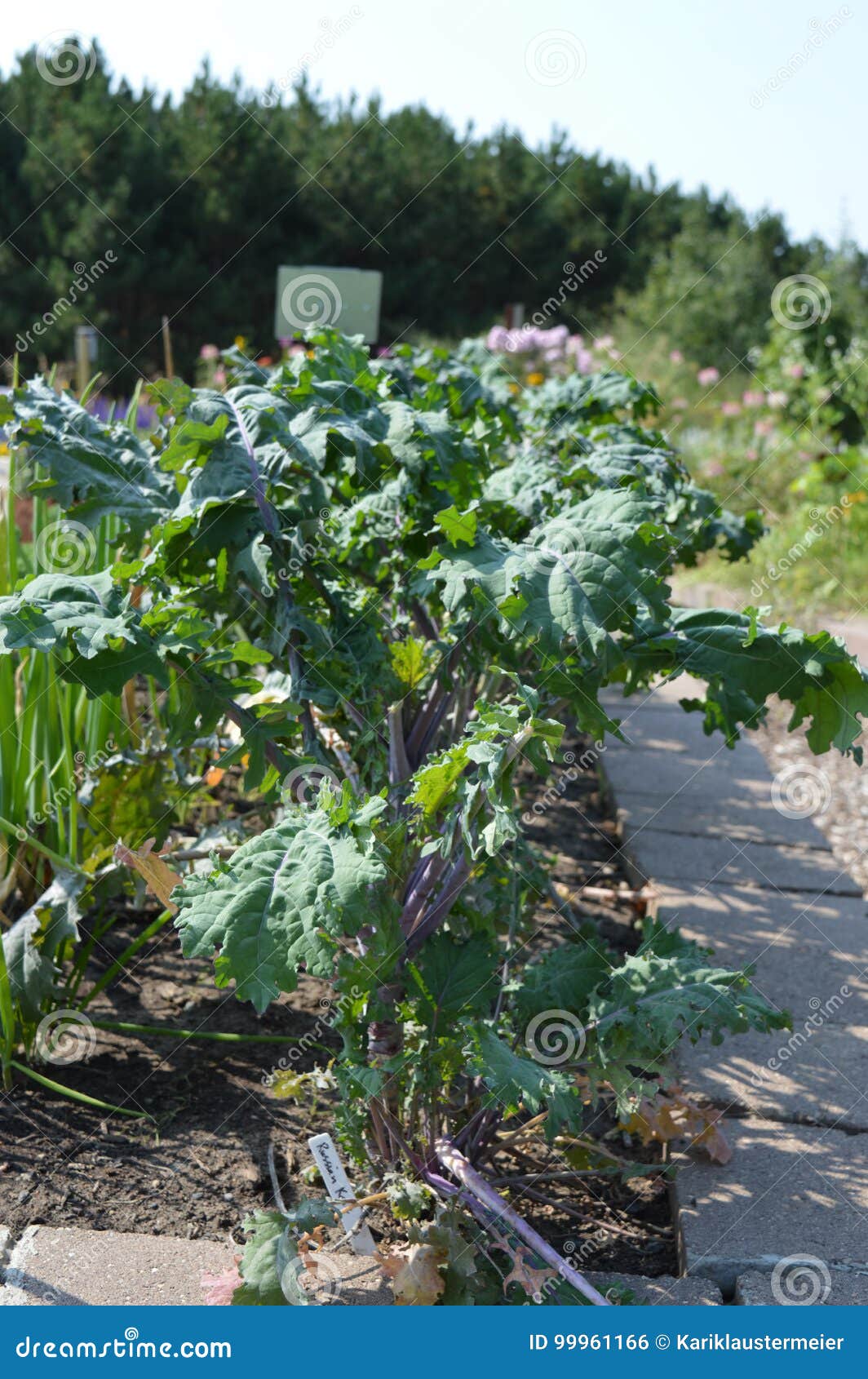 Vegetable Garden during the Summer Stock Photo Image of natural, adventure 99961166