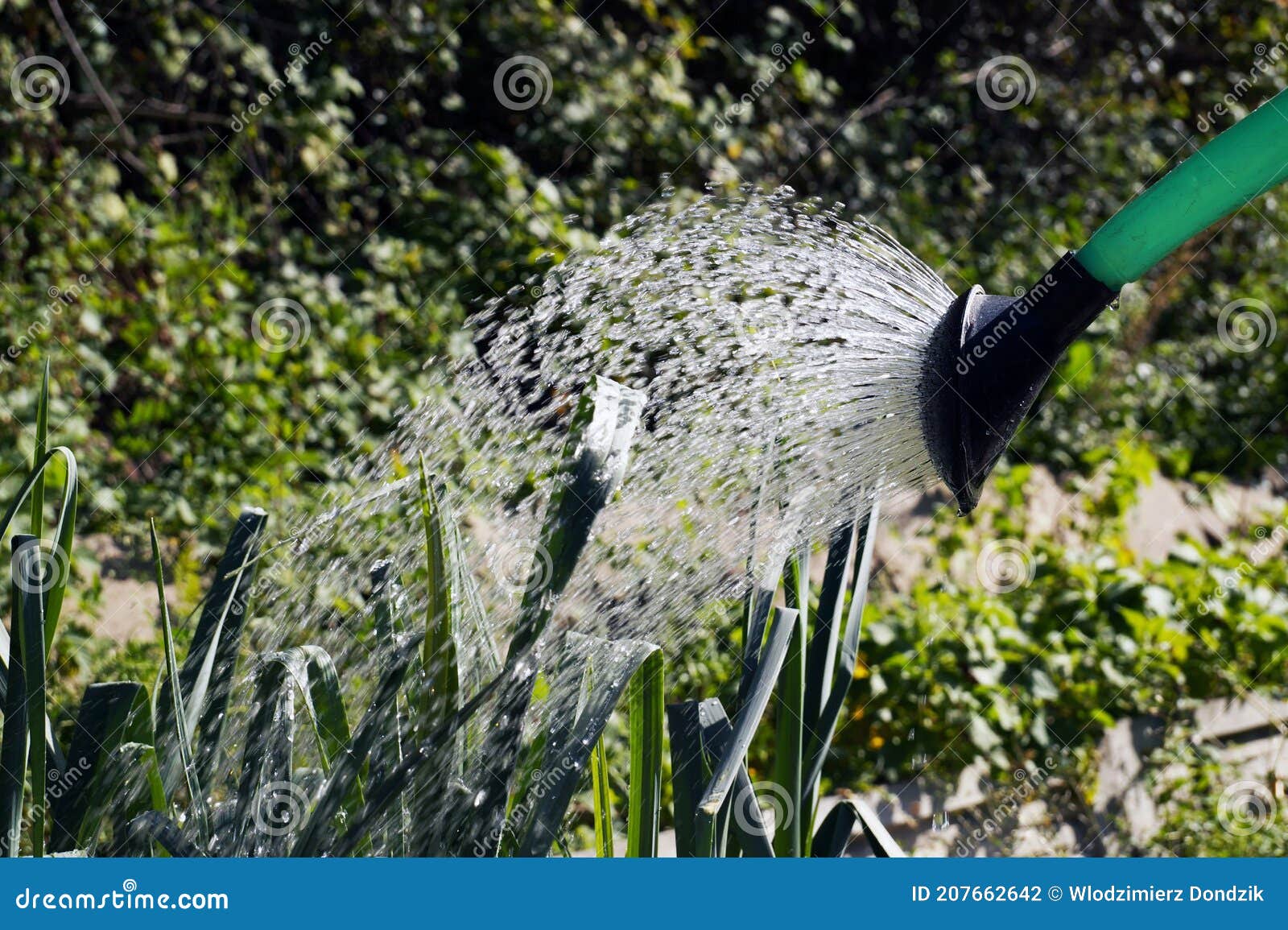 Vegetable Garden in Summer. Watering Crops with a Watering Can Stock