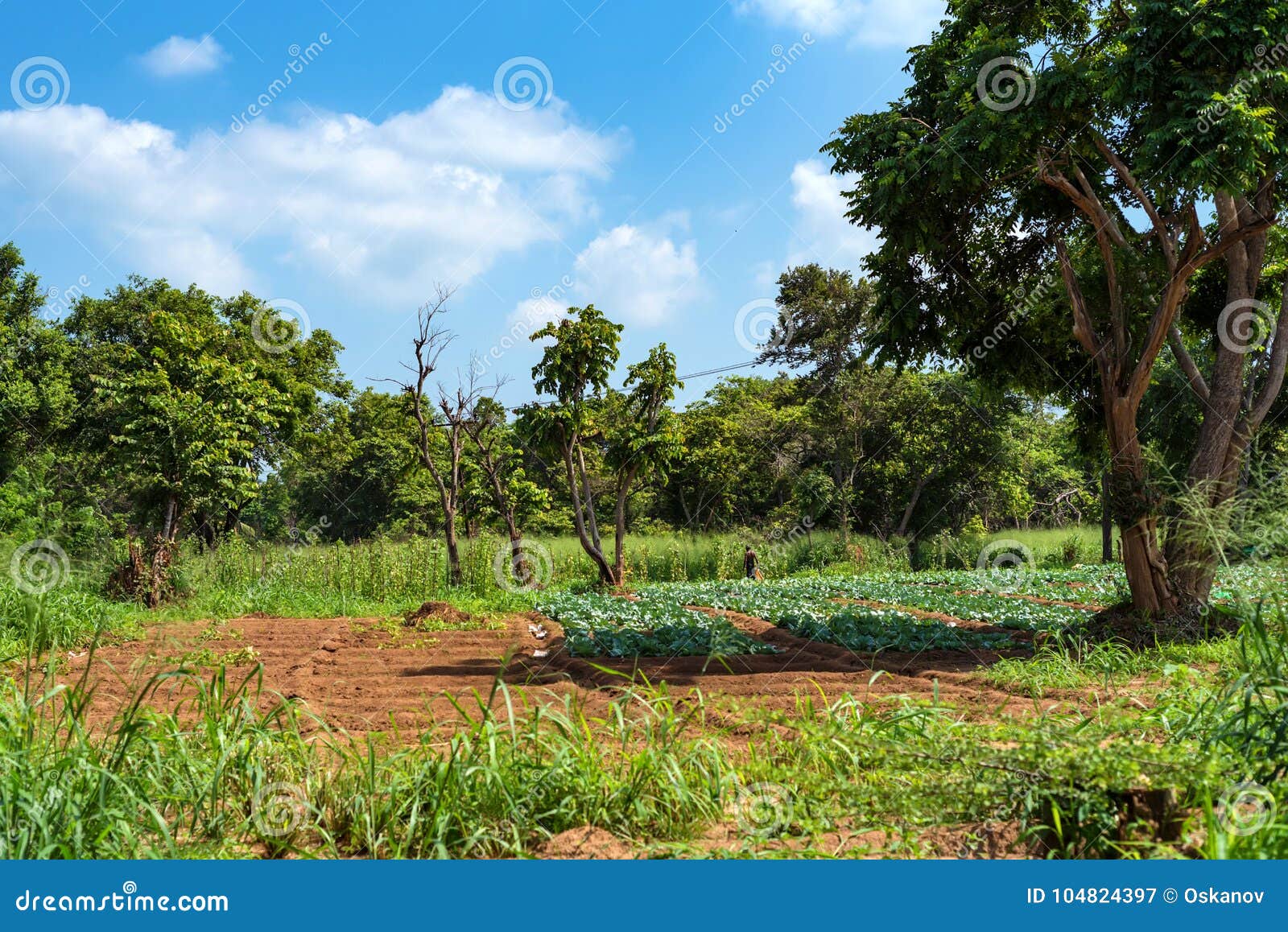 Vegetable Garden in Village in Sri Lanka Stock Image - Image of hill
