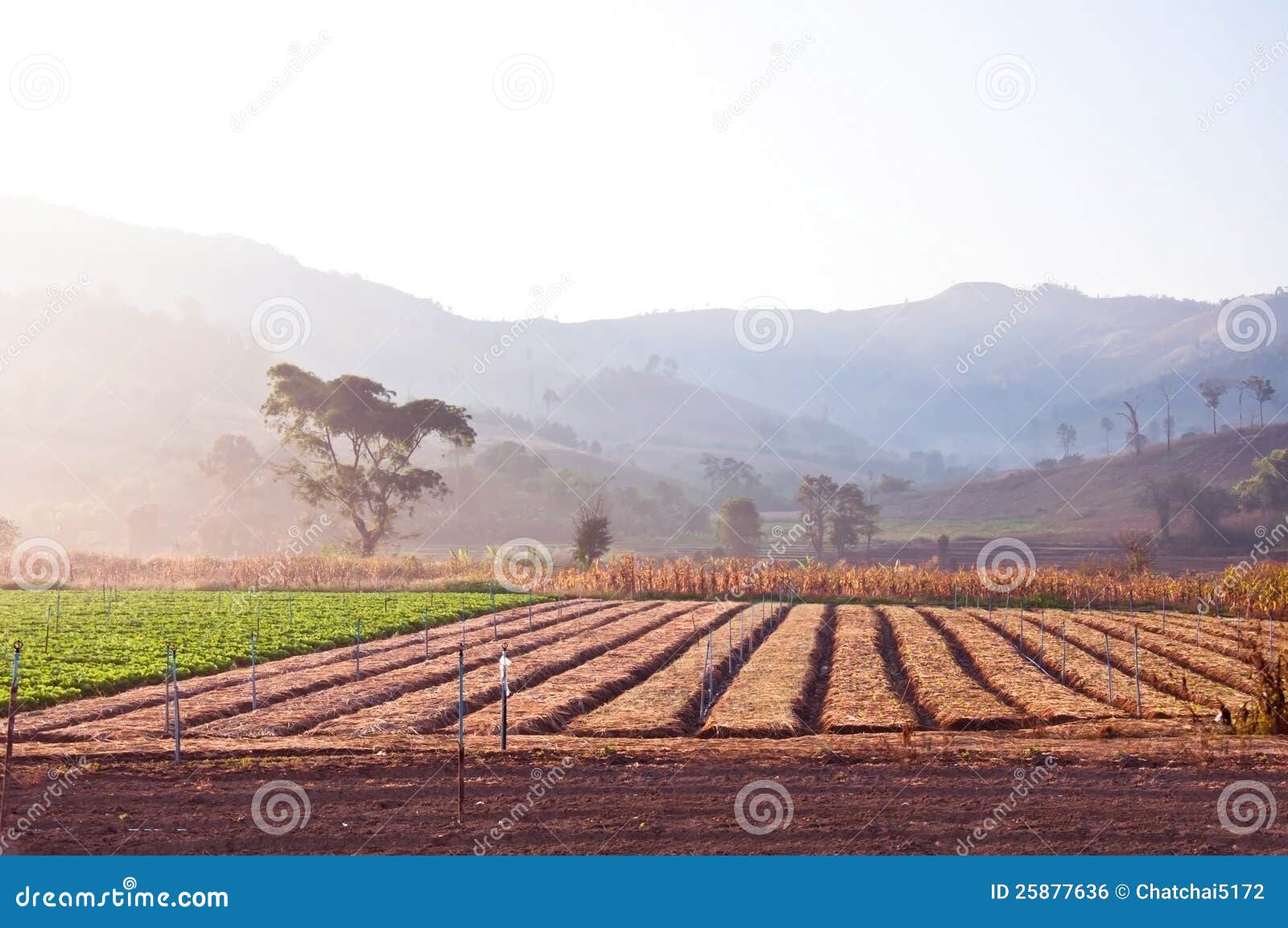 download free vegetable gardening download free vegetable gardening