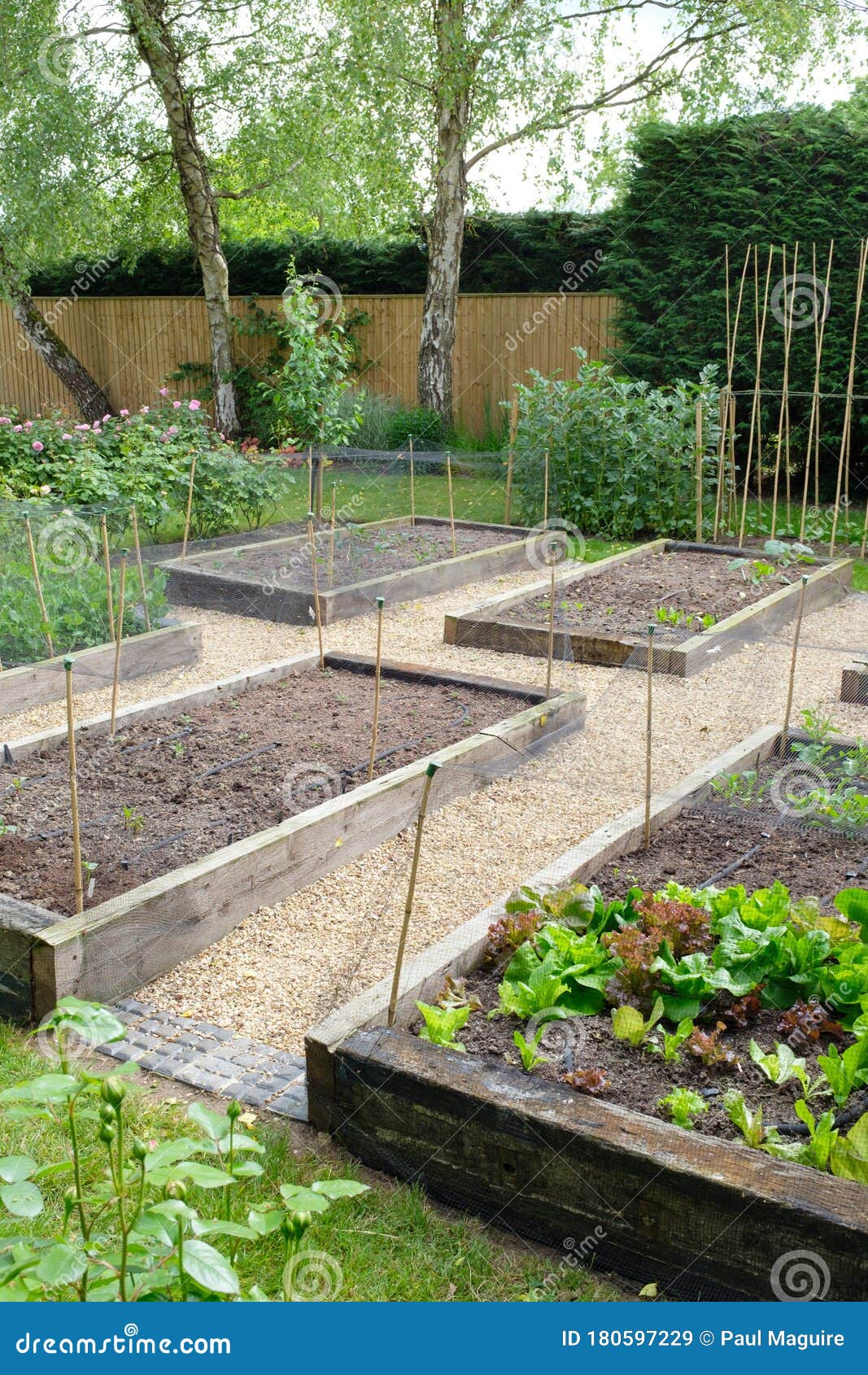 Vegetable Gardening, Vegetable Beds, UK Stock Image Image of home