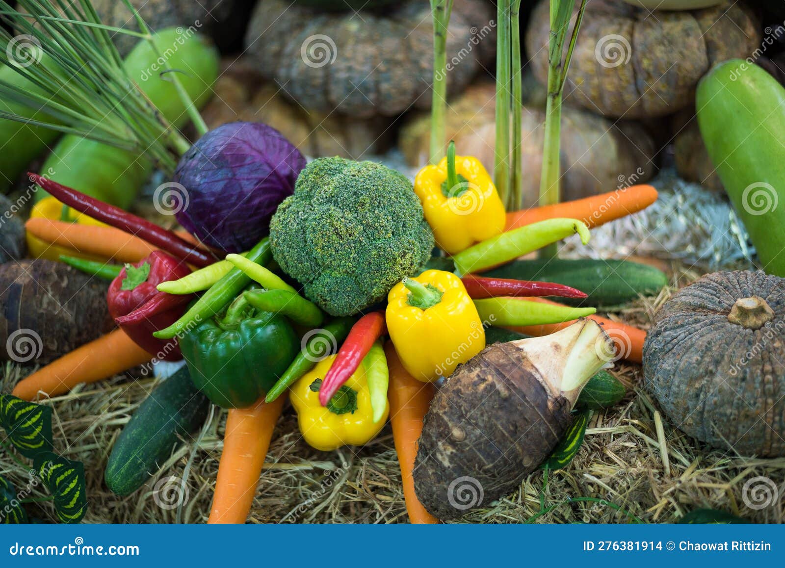 Vegetable on Ground in Garden Stock Photo Image of vegetable, leaves