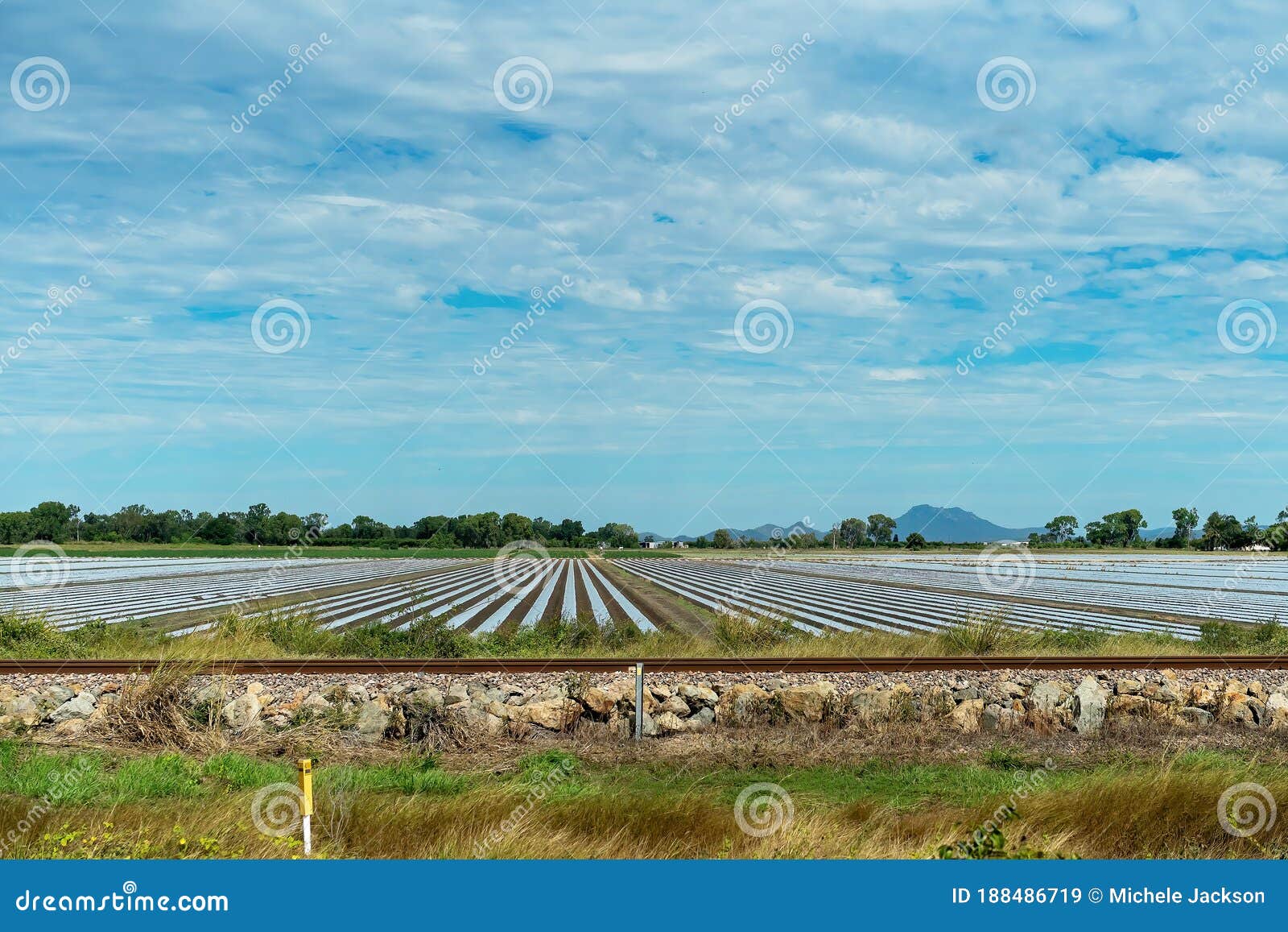 Vegetable Growing Using Plastic Sheeting Stock Image Image of