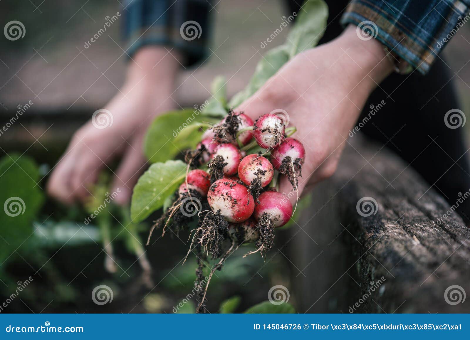 vegetable harvest. hands holding a fresh radish from small farm. concept of agricultural. young woman picking root vegetables.
