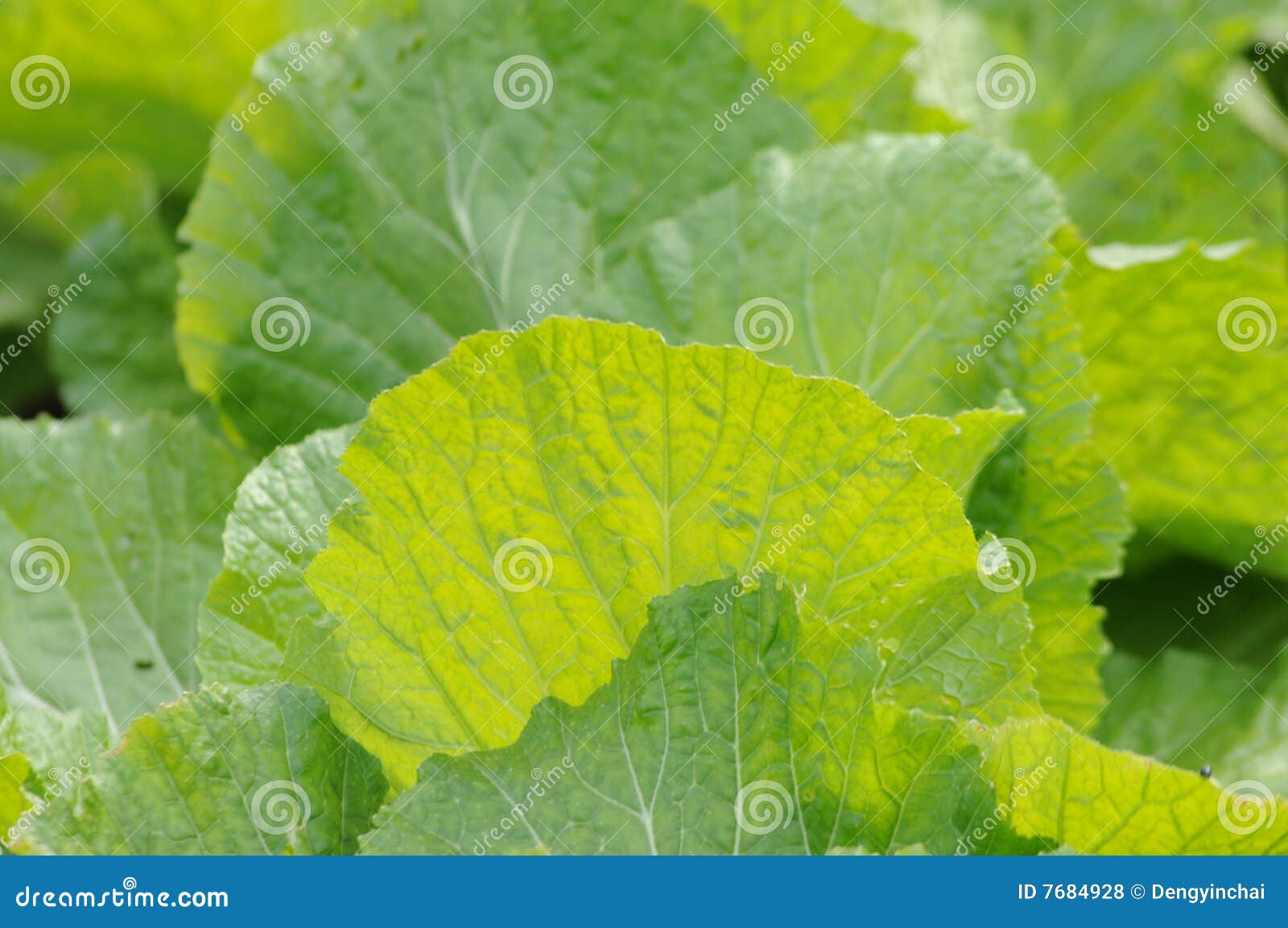 The vegetable leaves stock photo. Image of backdrop, greenery 7684928
