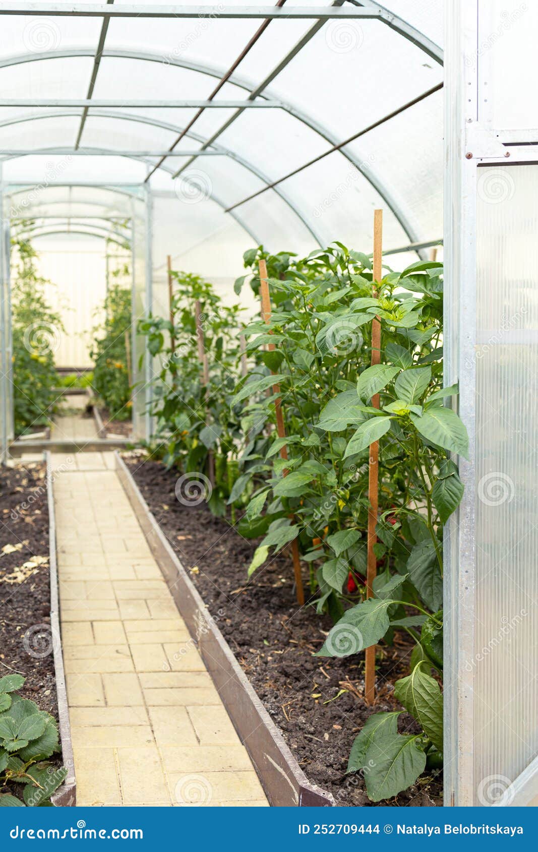 Vegetable Plants Grow Inside the Home Greenhouse Stock Photo Image of indoor, leaves 252709444