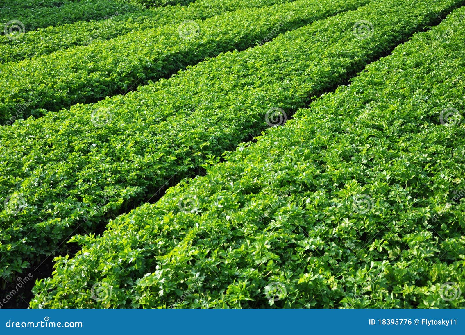 small plot vegetable garden plan small plot vegetable garden plan