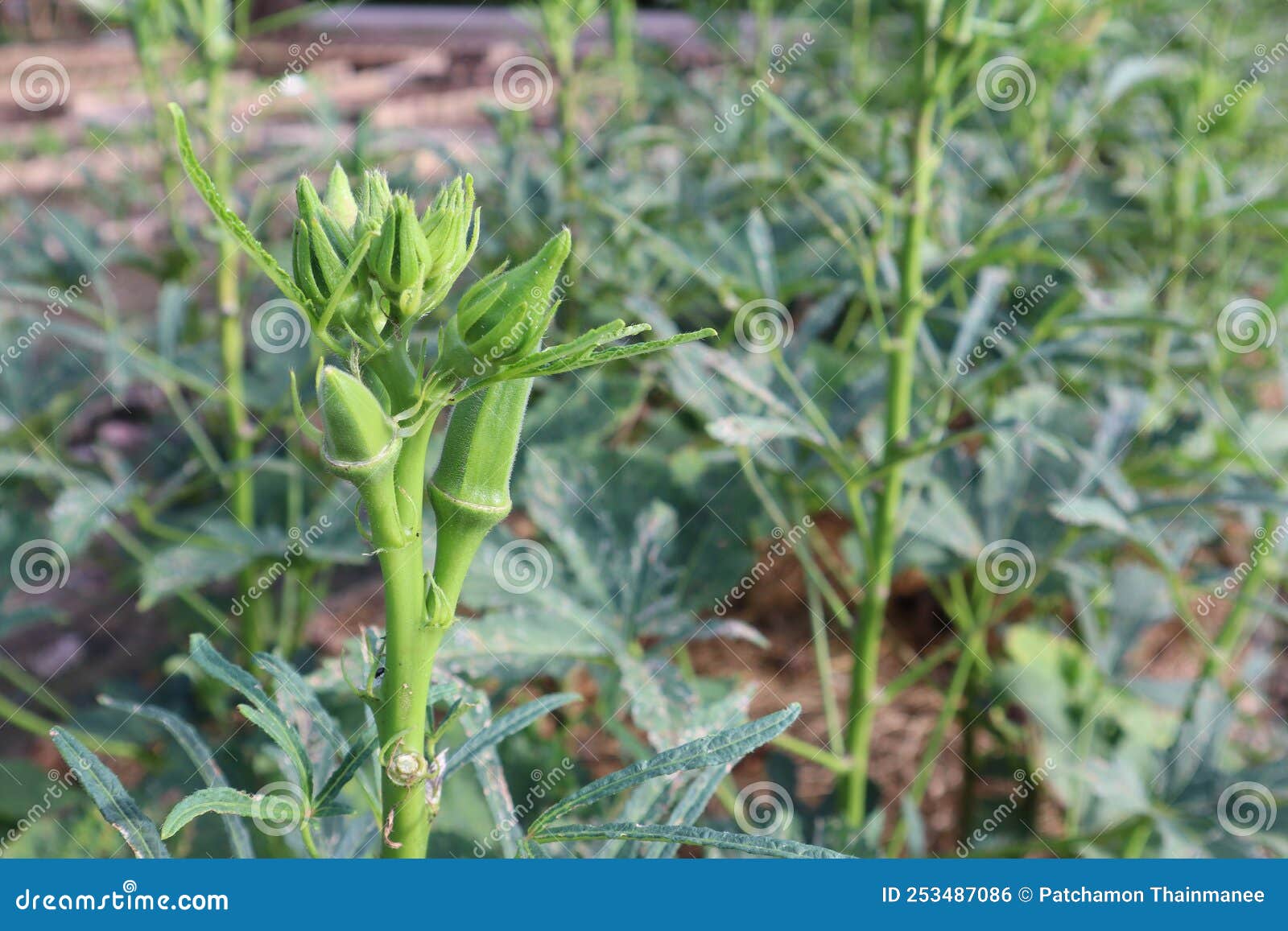 The Vegetable Plot, the Okra is Fruiting at the Organic Farm. Stock