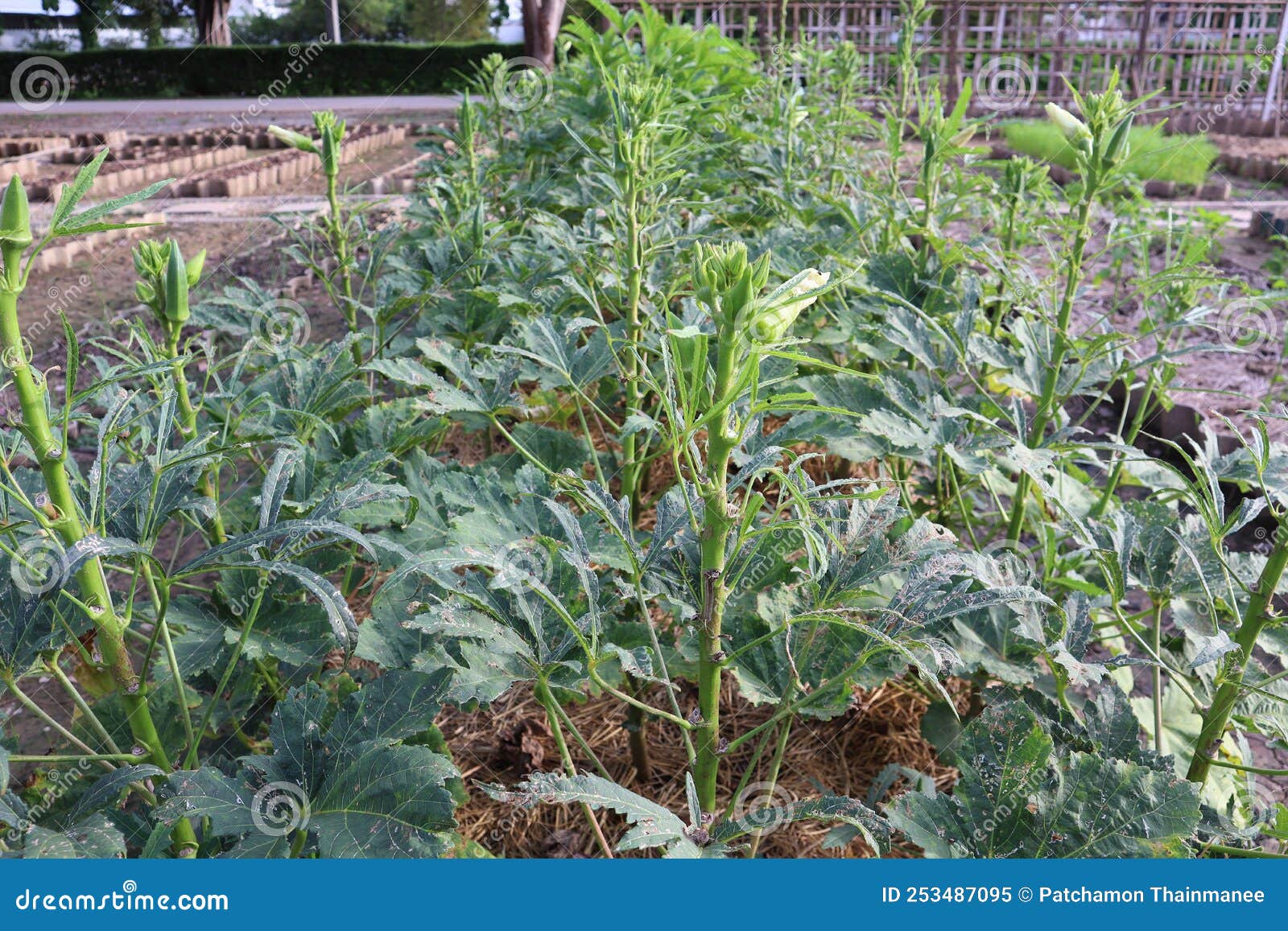 The Vegetable Plot, the Okra is Fruiting at the Organic Farm. Stock