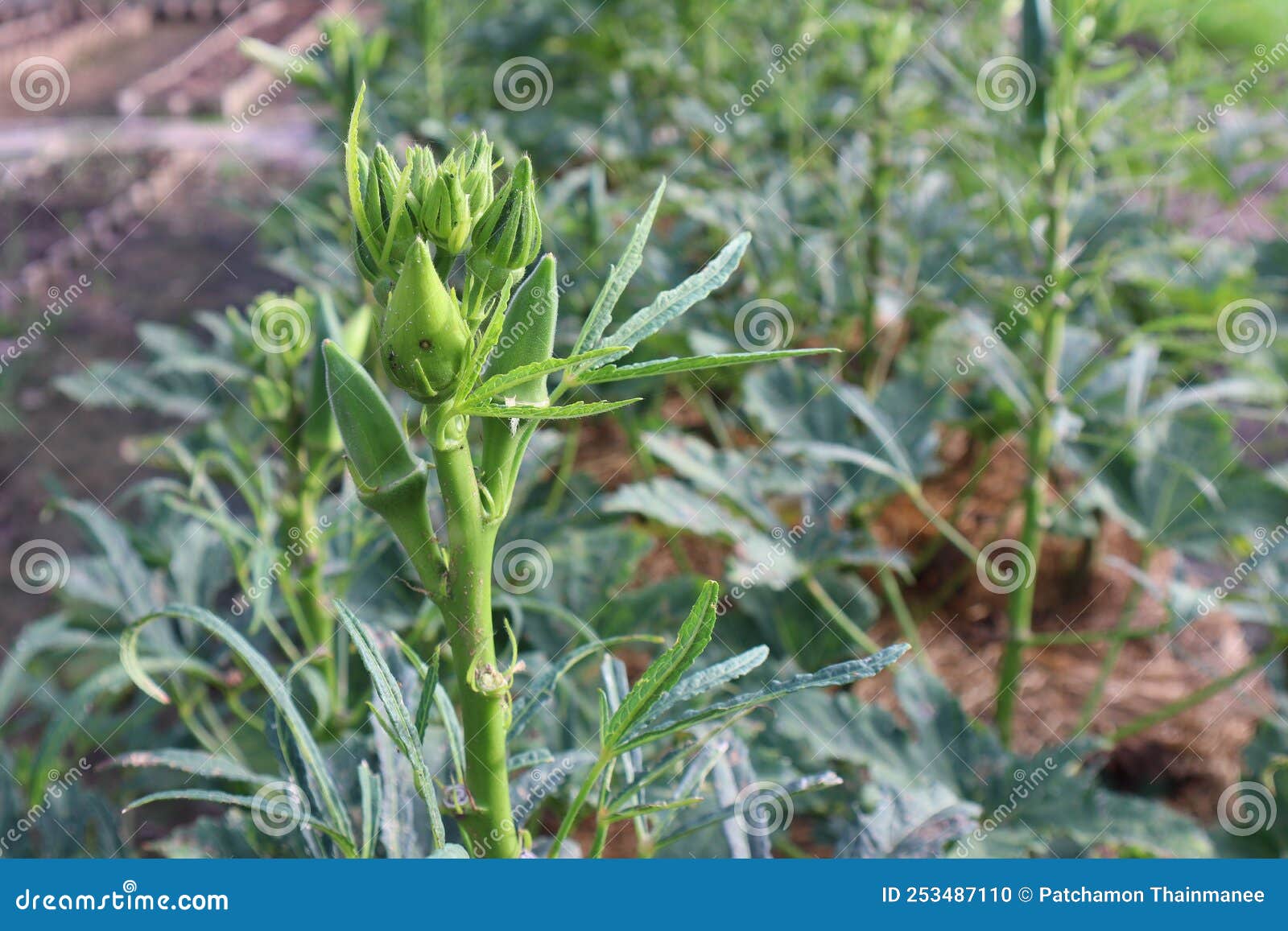 The Vegetable Plot, the Okra is Fruiting at the Organic Farm. Stock