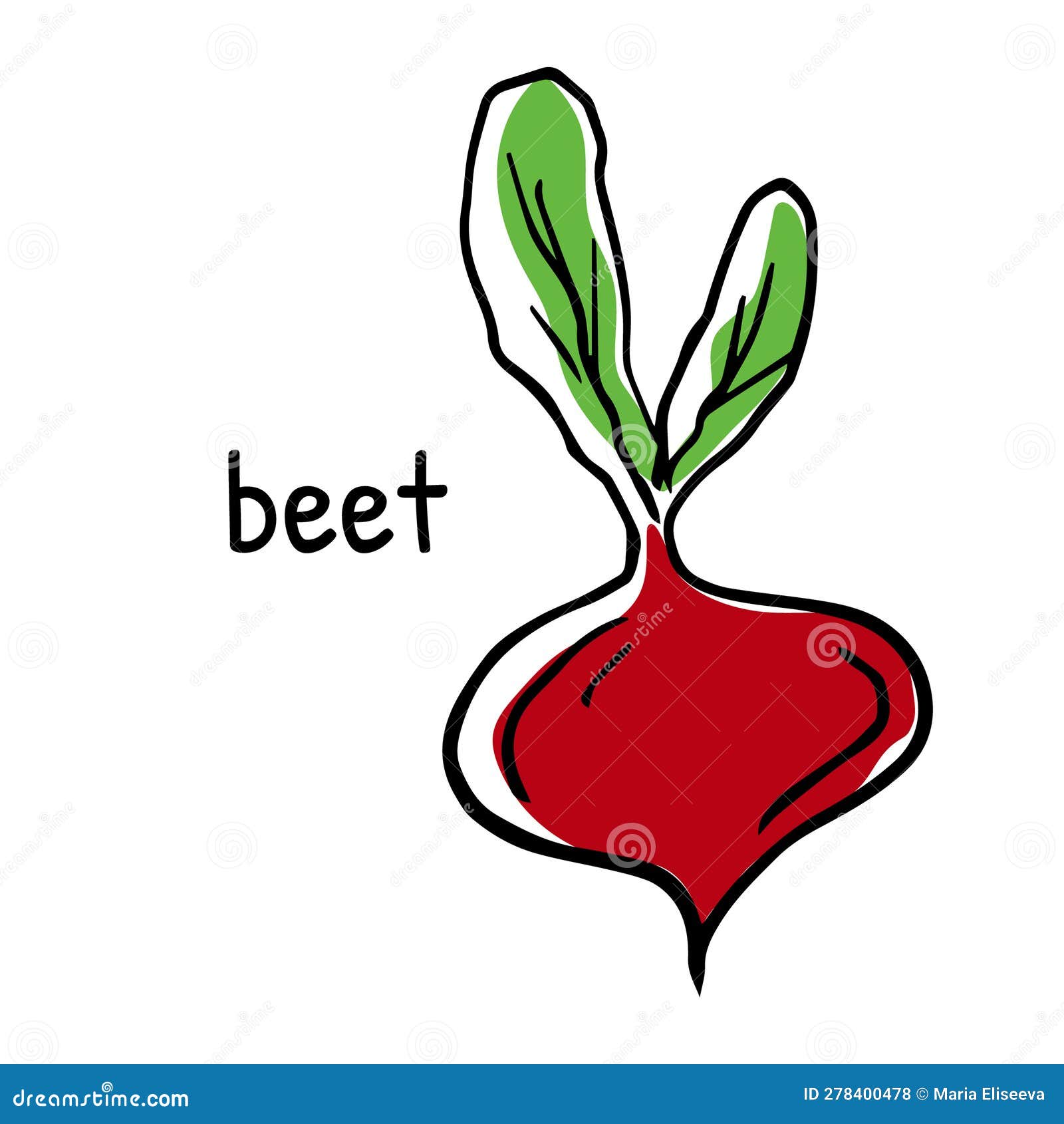 Vegetable Root. Beetroot with Leaves. Vector Illustration of Beet with Its Name. Linear Hand