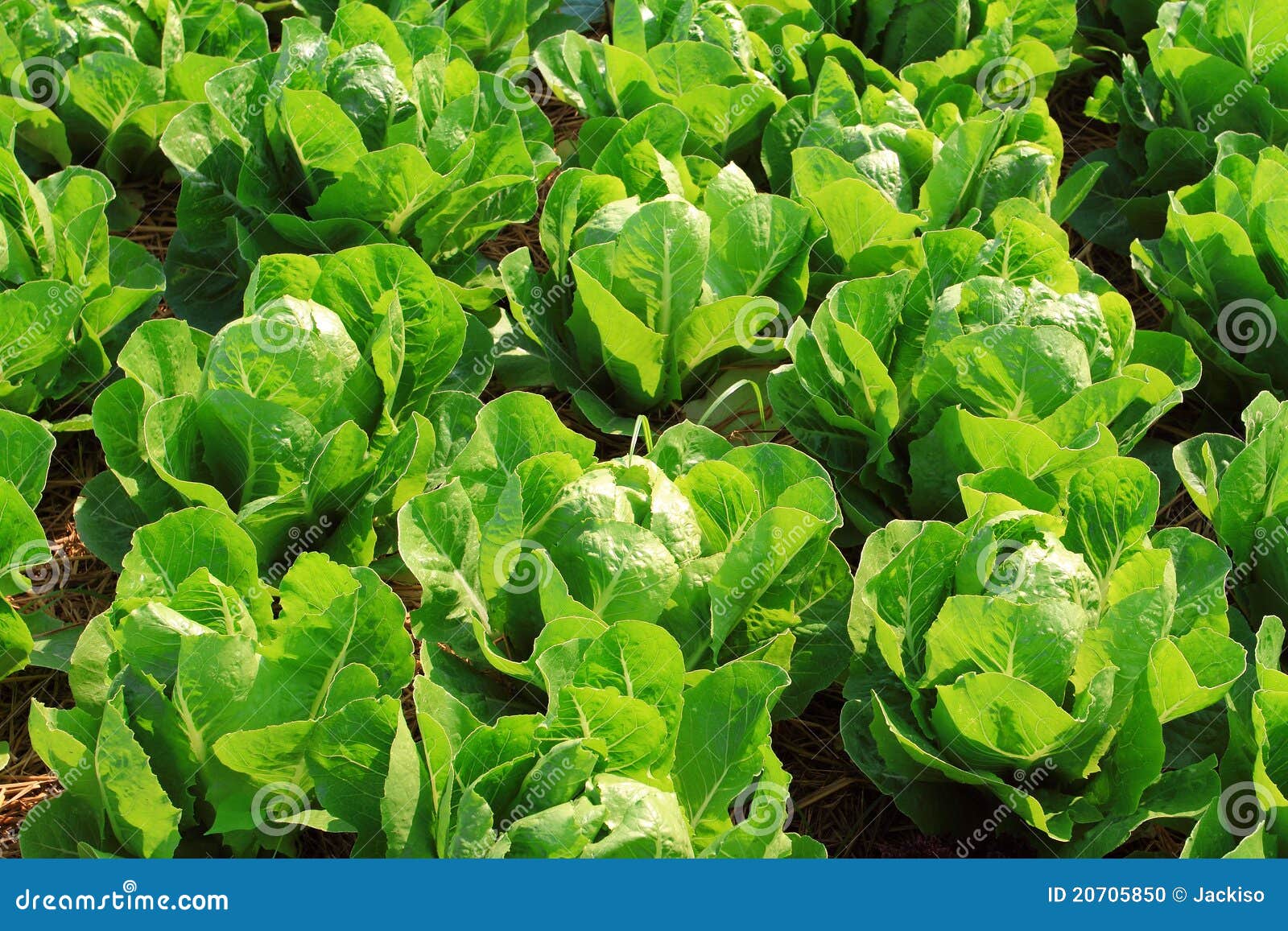 Vegetable salad on plant stock photo. Image of garden 20705850