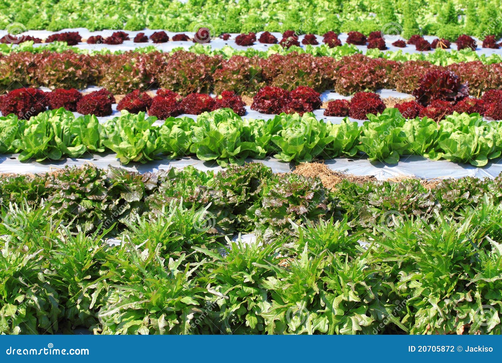 Vegetable salad on plant stock photo. Image of leaf, health 20705872