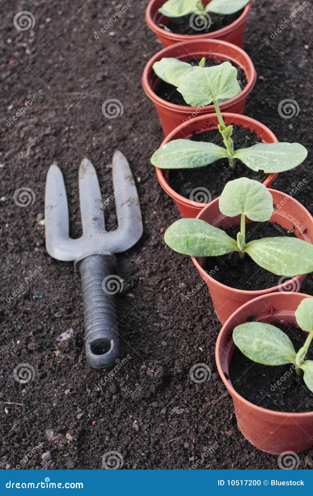 Vegetable Seedlings Closeup in Pots Stock Photo Image of potting, organic 10517200