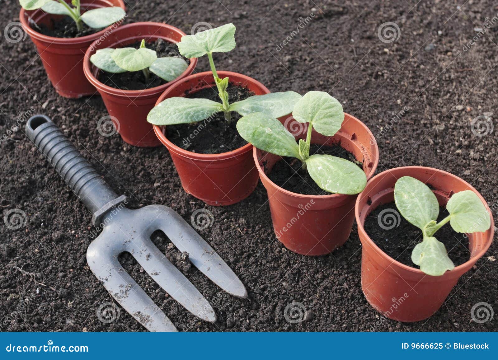 Vegetable Seedlings Growing in Pots Stock Image Image of green, food 9666625