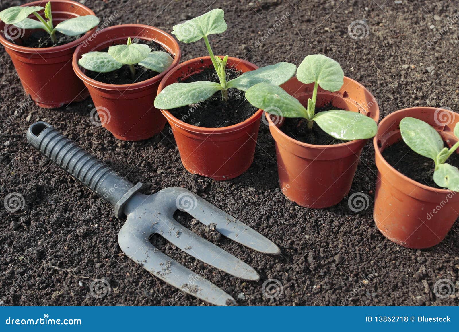 Vegetable Seedlings Growing in Pots in Spring Stock Photo Image of