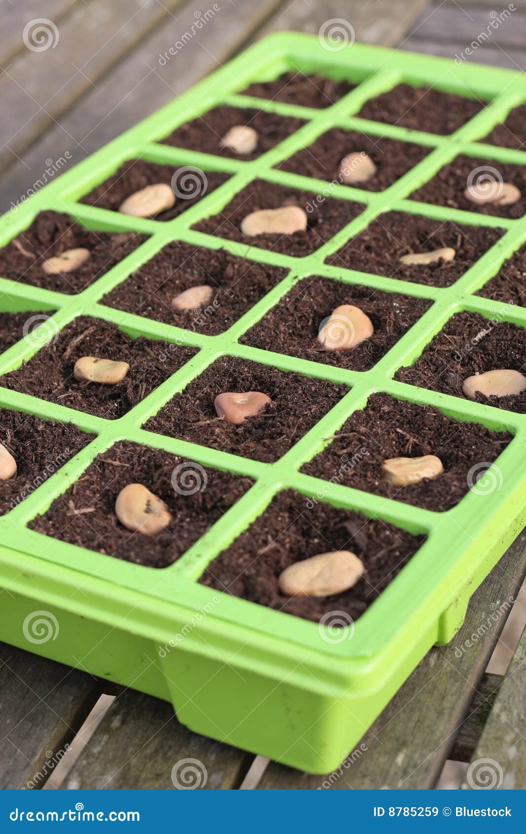 Vegetable seeds tray stock image. Image of seeds, growing 8785259