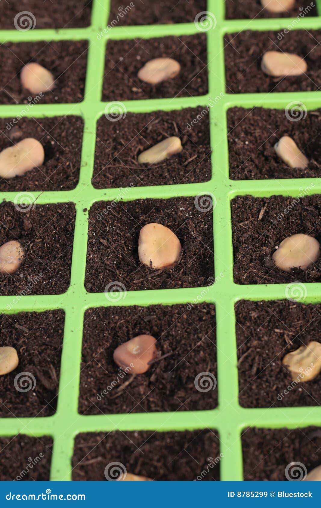 Vegetable seeds tray stock image. Image of seeds, planting 8785299
