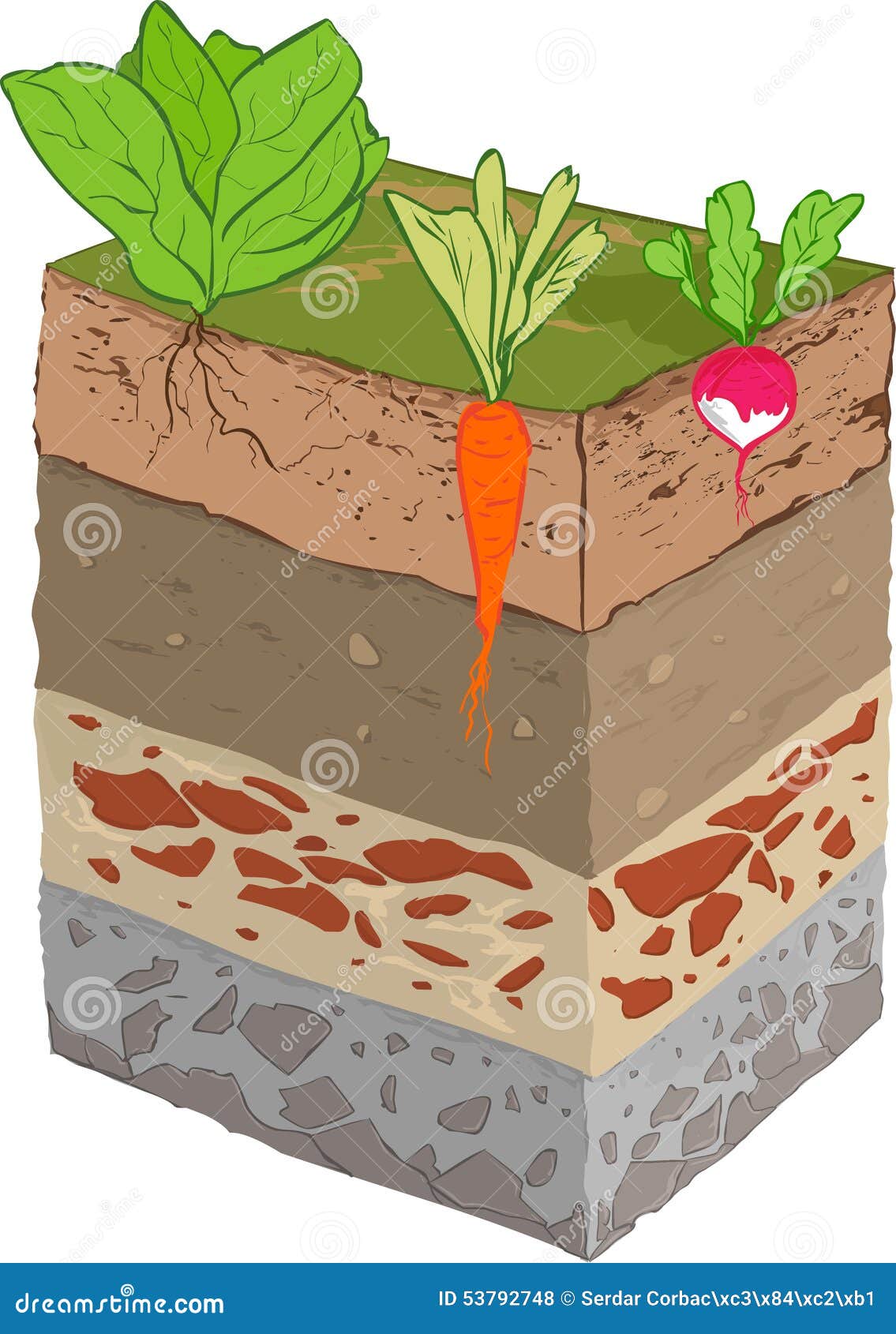 Vegetable soil layer stock vector. Illustration of lettuce 53792748