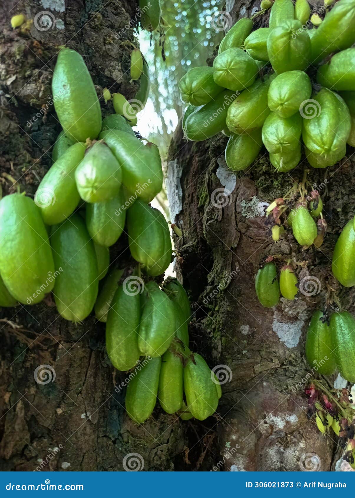 vegetable starfruit also known as bottle starfruit, iron starfruit, or sour starfruit averrhoa bilimbi) i