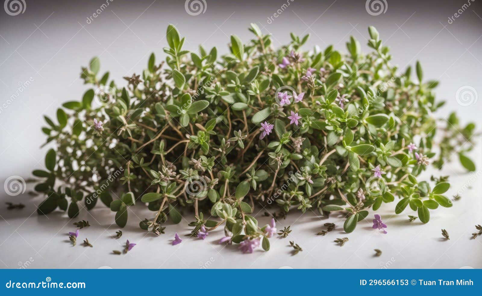 Vegetable Thyme , stock image. Image of generated, flower 296566153