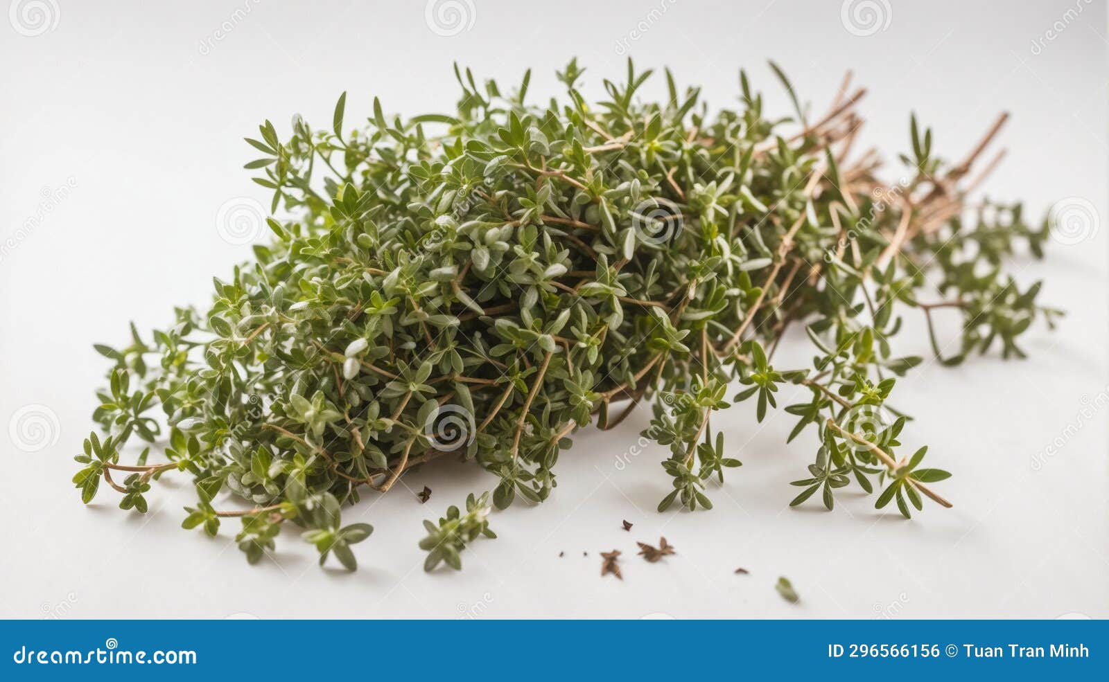 Vegetable Thyme , stock photo. Image of evergreen, herb 296566156