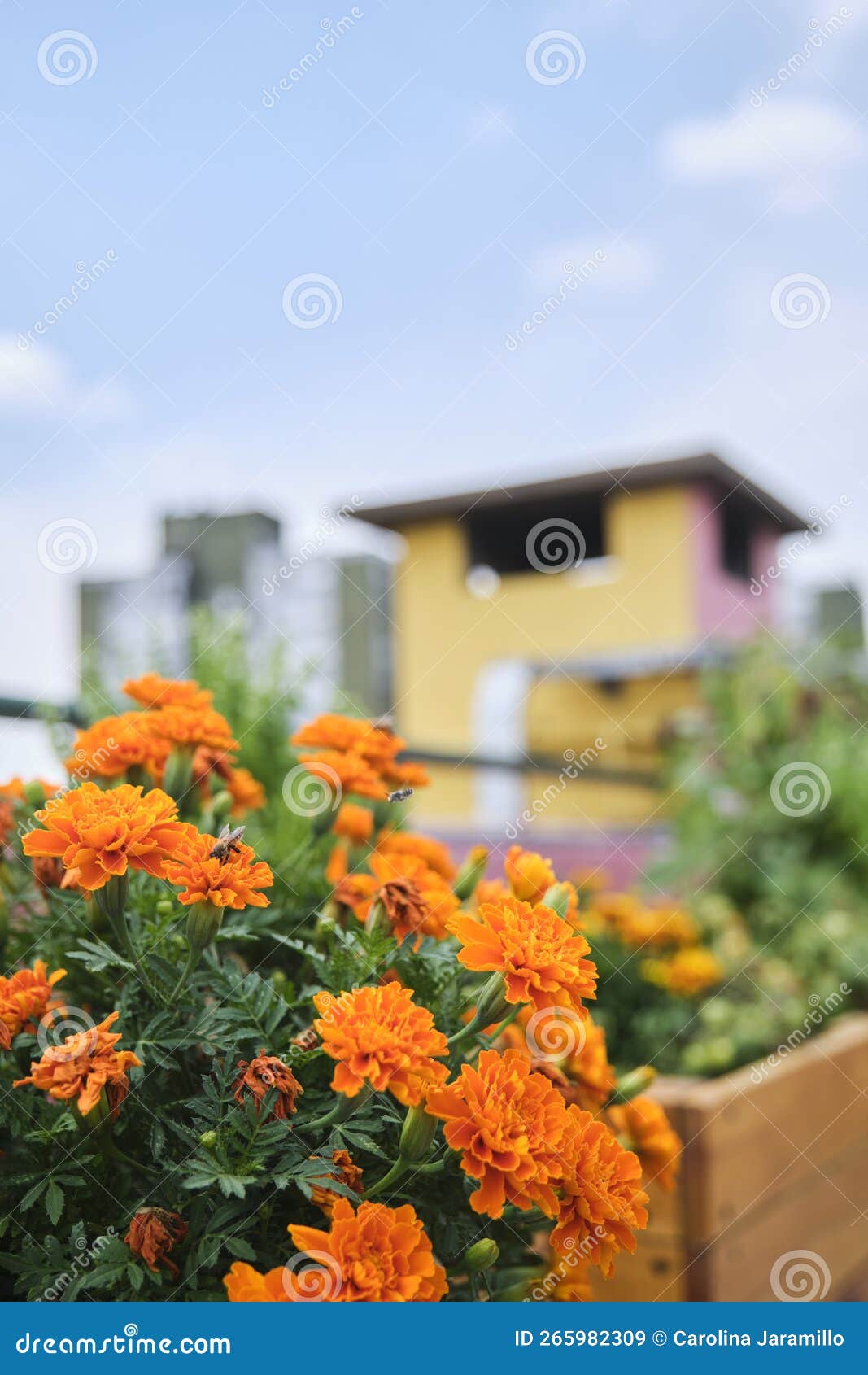 Urban Community Garden Located on the Rooftop of a Building Stock Image ... Biology Diagrams