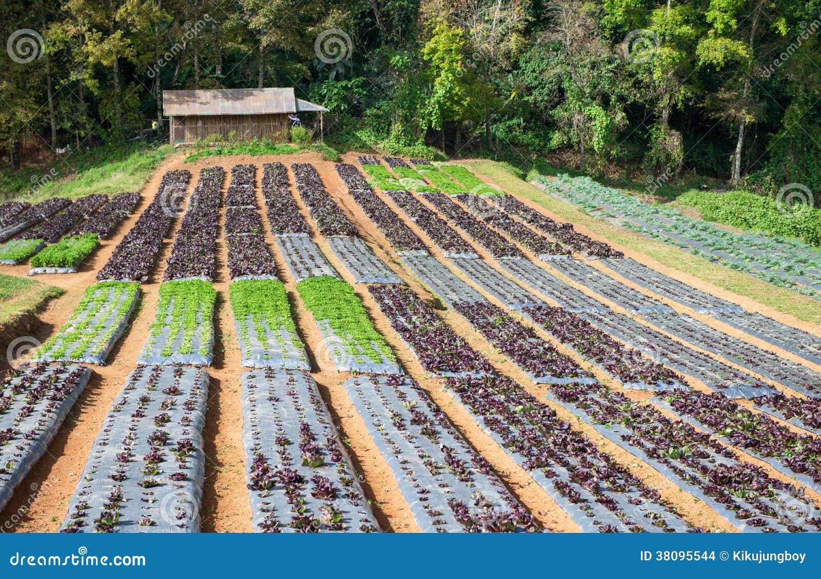 The Vegetables Cultivation or Vegetable Farm Stock Photo Image of