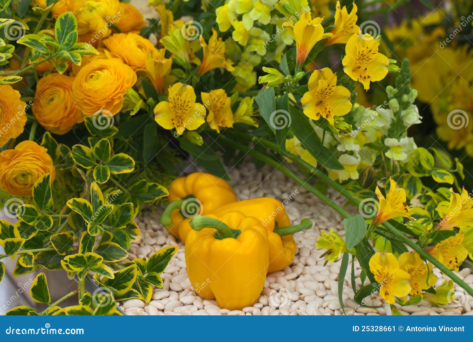 Vegetables and flowers stock image. Image of pepper, paprika 25328661