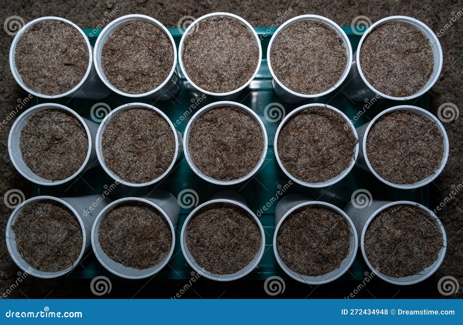 With Vegetables Freshly Seeded Plastic Cups in Spring Stock Photo