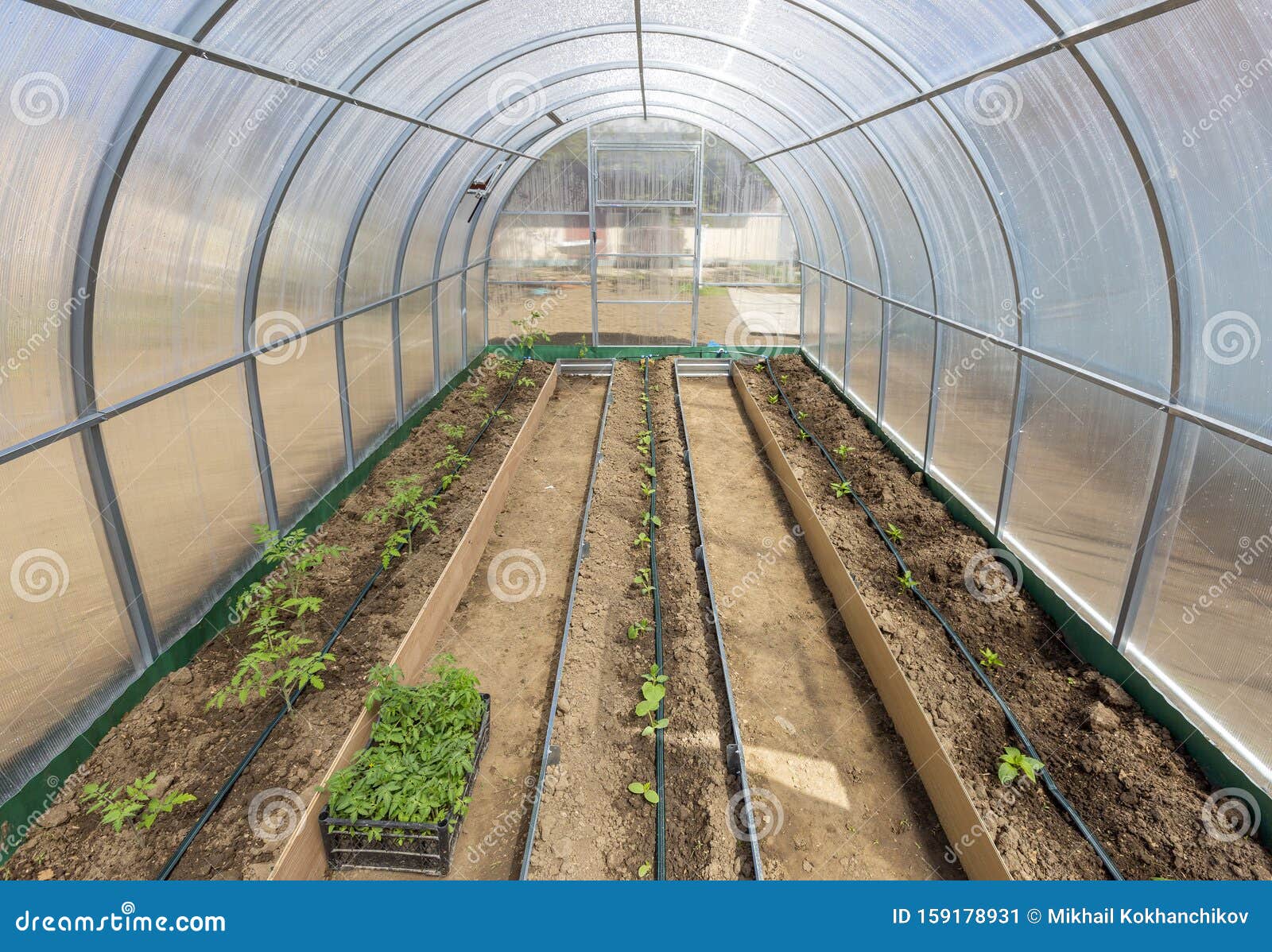 vegetables in greenhouse drip irrigation