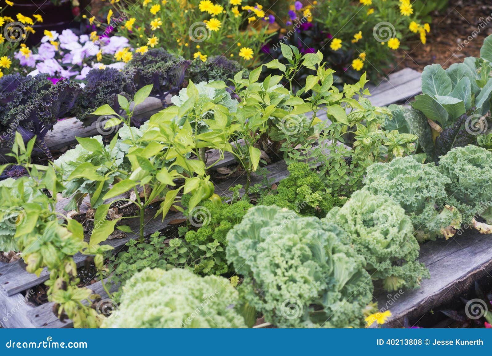 Vegetables stock photo. Image of garden, vegetables, flowers 40213808