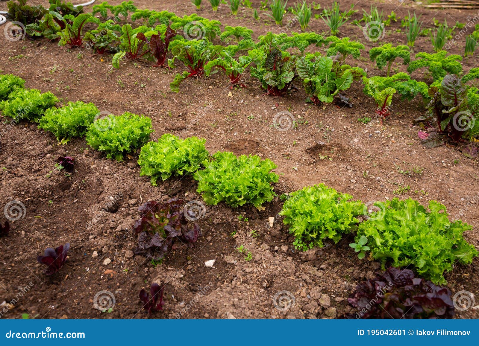 Vegetables Growing in Kitchen Garden Stock Image Image of country, green 195042601
