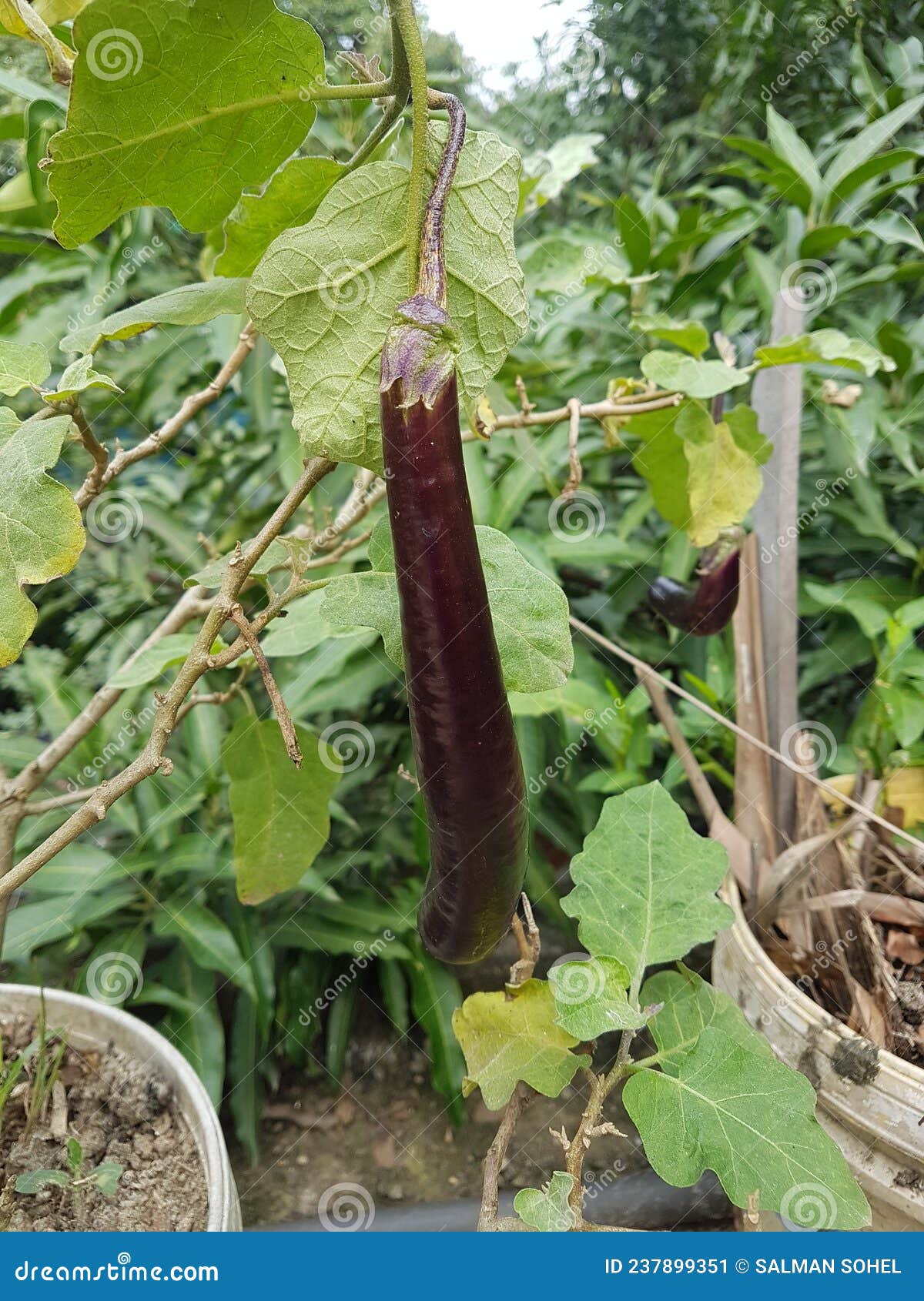 Vegetables Hanging in Garden Stock Image Image of jungle, herb 237899351