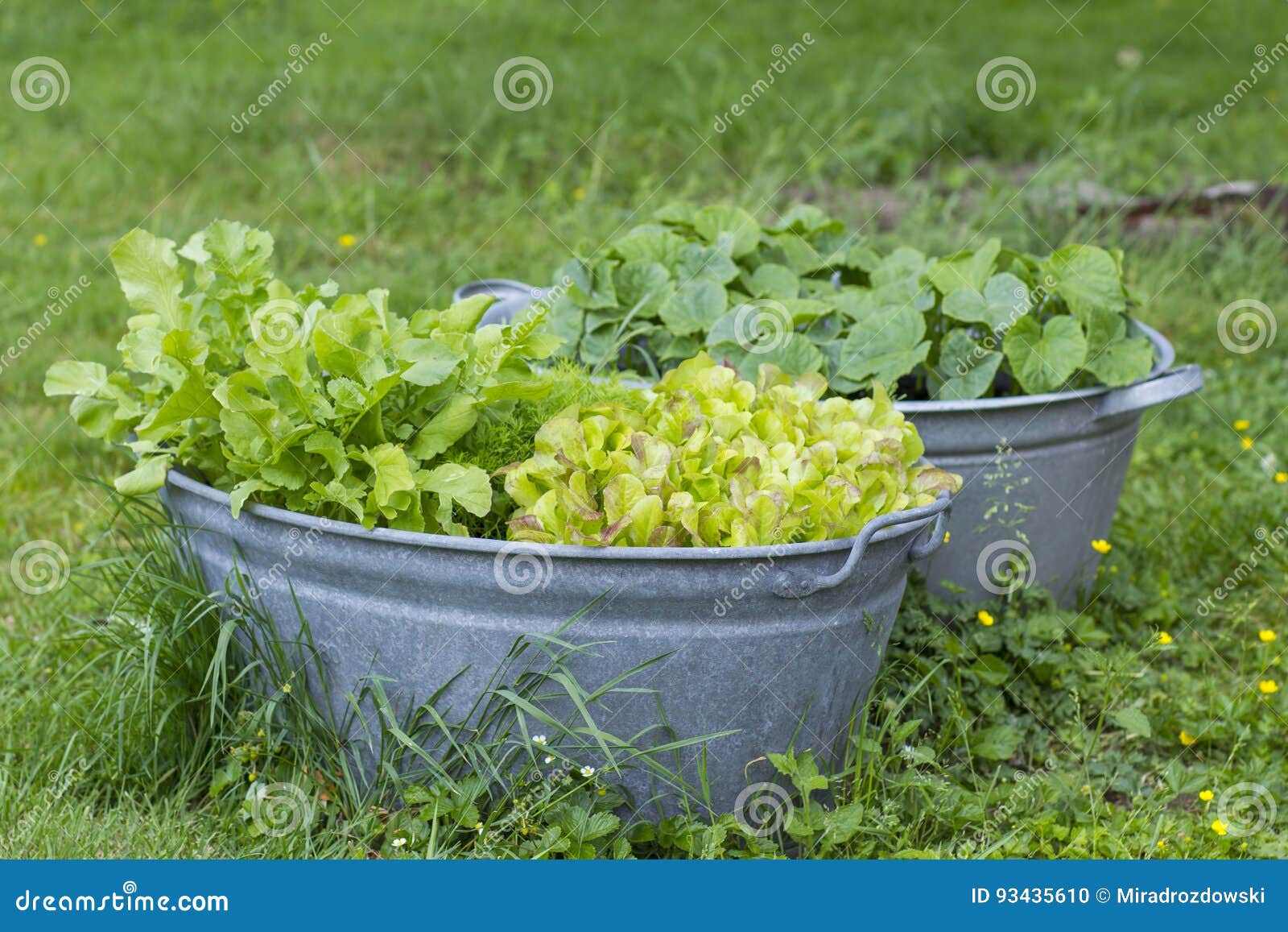 Vegetables in Old Wash Tubs Stock Photo Image of garden, wash 93435610