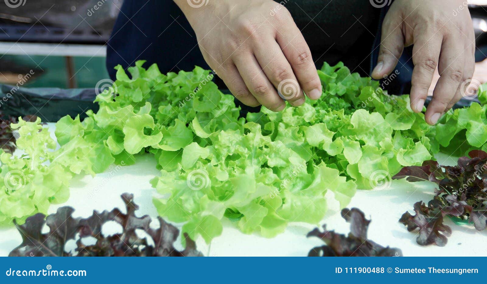 Vegetables Organic and Hydroponic Vegetables Cabbage Growing in Stock