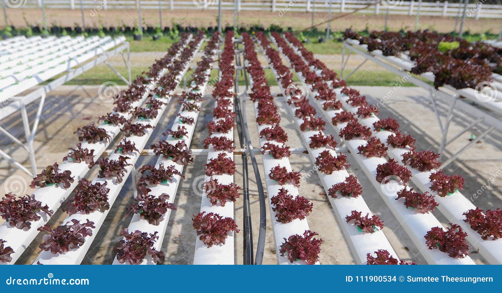 Vegetables Organic and Hydroponic Vegetables Cabbage Growing in Stock