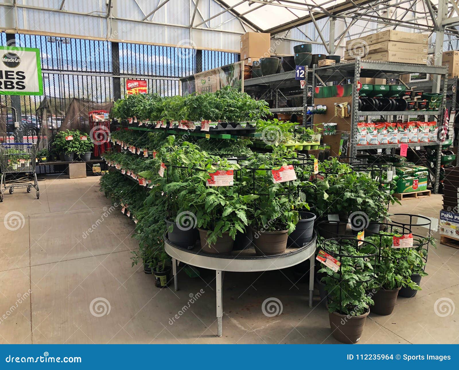 Flowers For Sale At Lowes Garden Center Editorial Stock Image