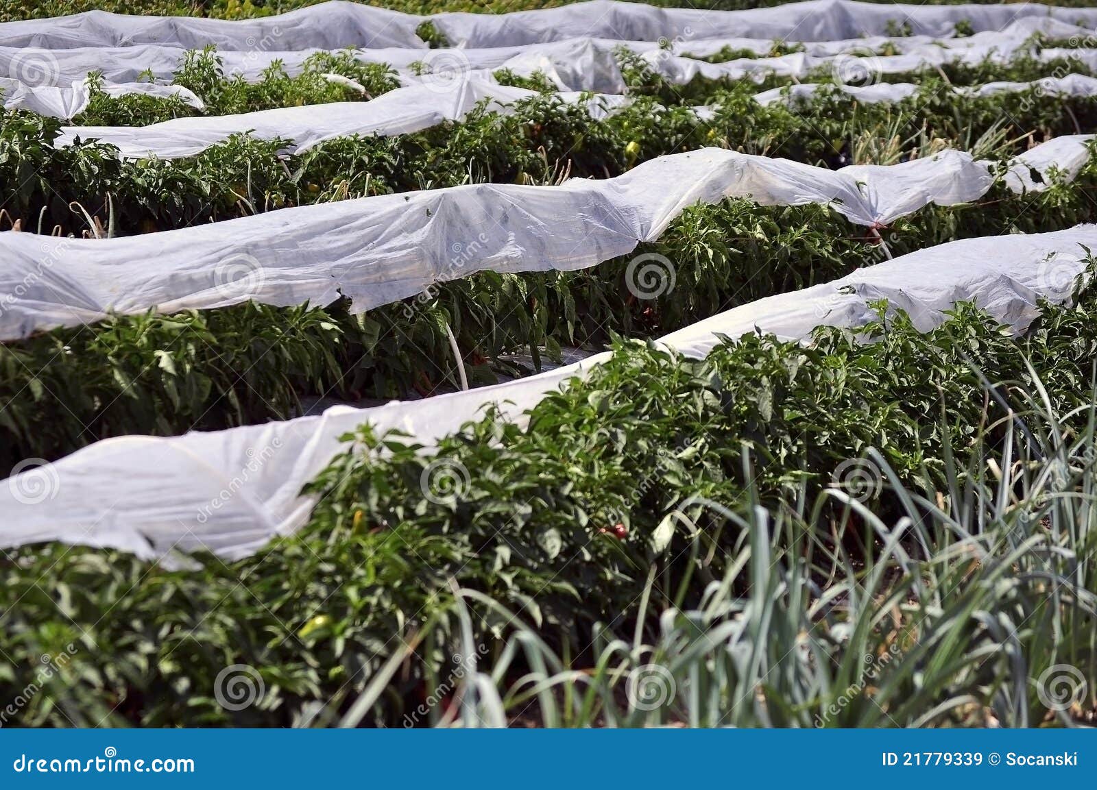 Vegetables Protected from Frost Stock Image Image of vegetales