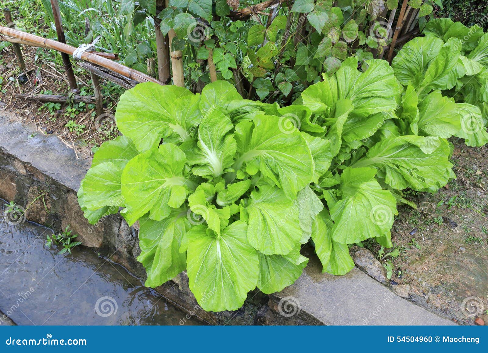 Vegetables in rain stock photo. Image of plantation, vegetables 54504960