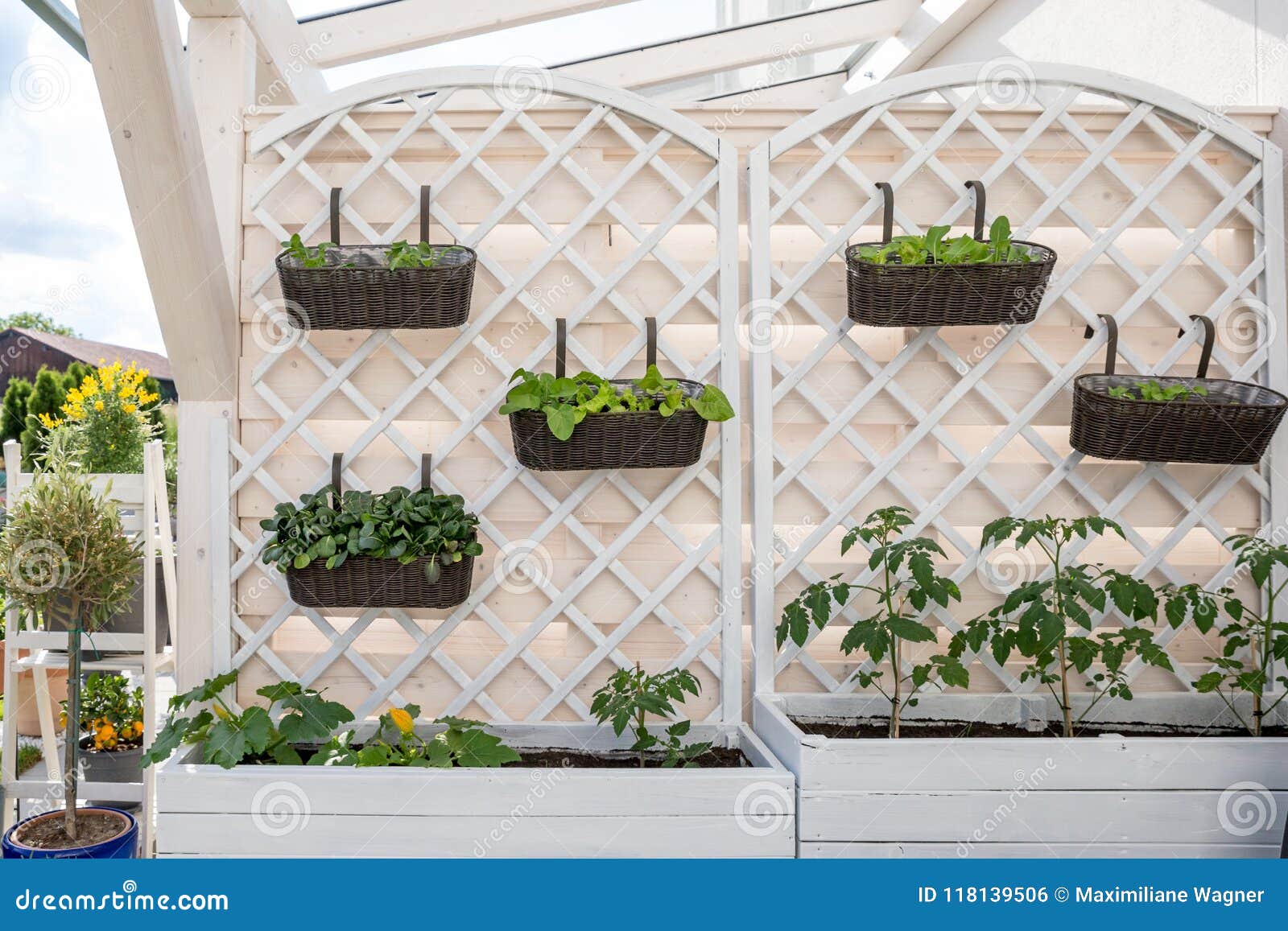 Vegetables and Salad in Decorative Vertical Garden and Raised Bed Stock