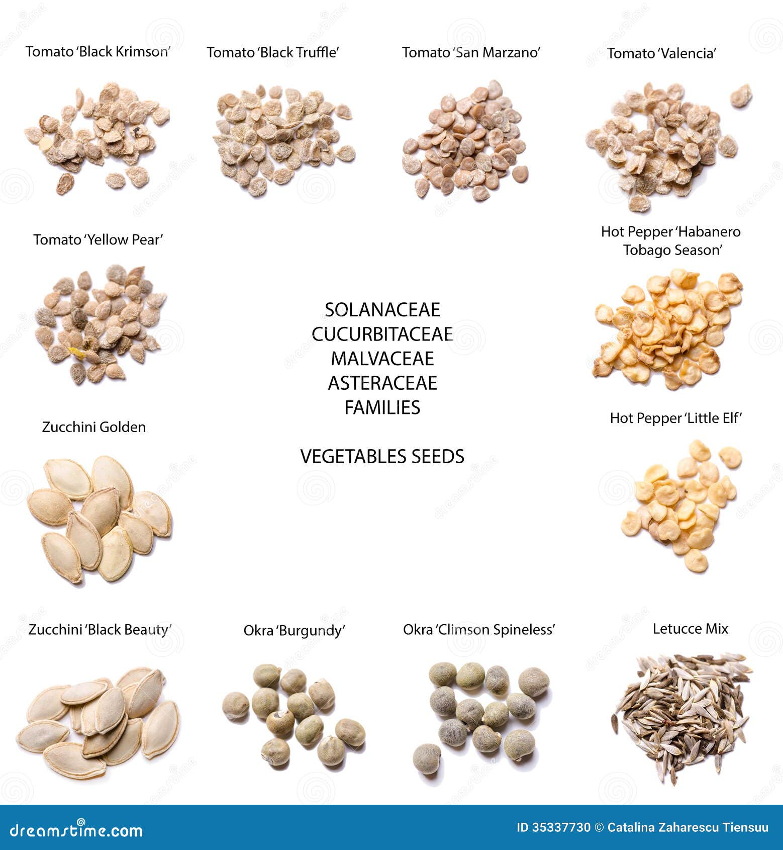 Different Types Of Vegetable Seeds