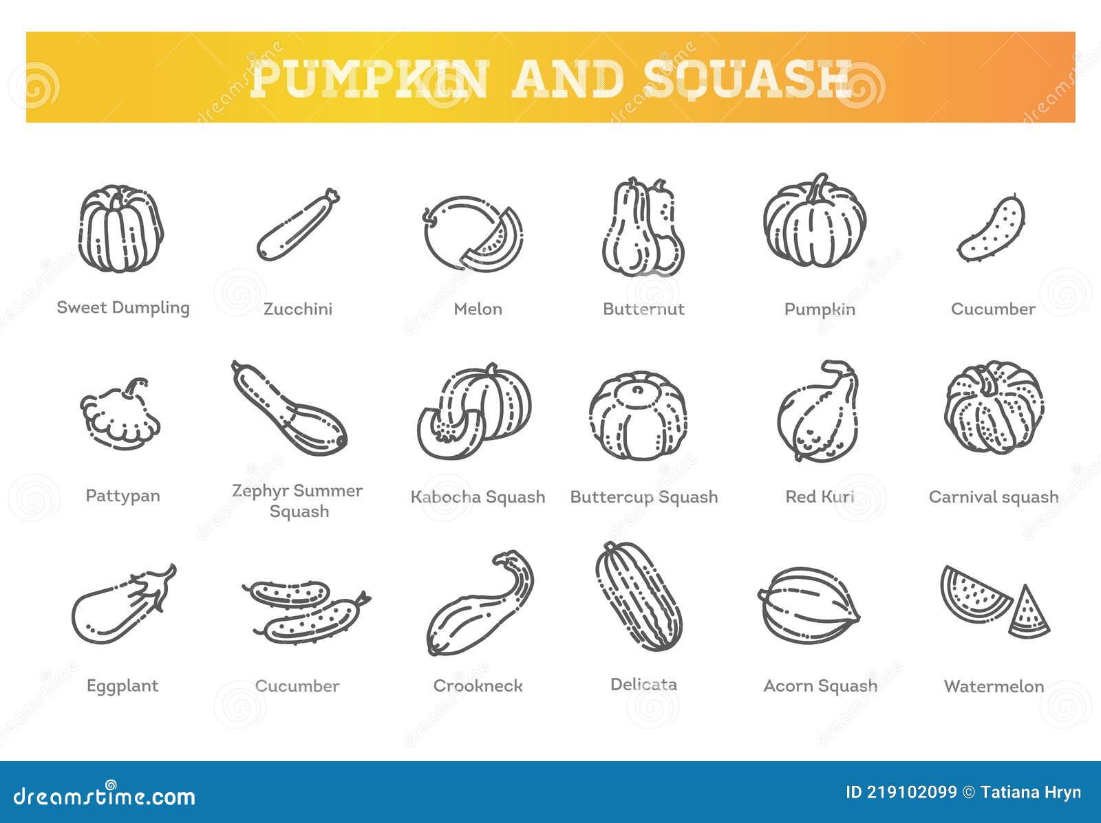 Vector Collection Squash Varieties and Pumpkin Stock Vector ...