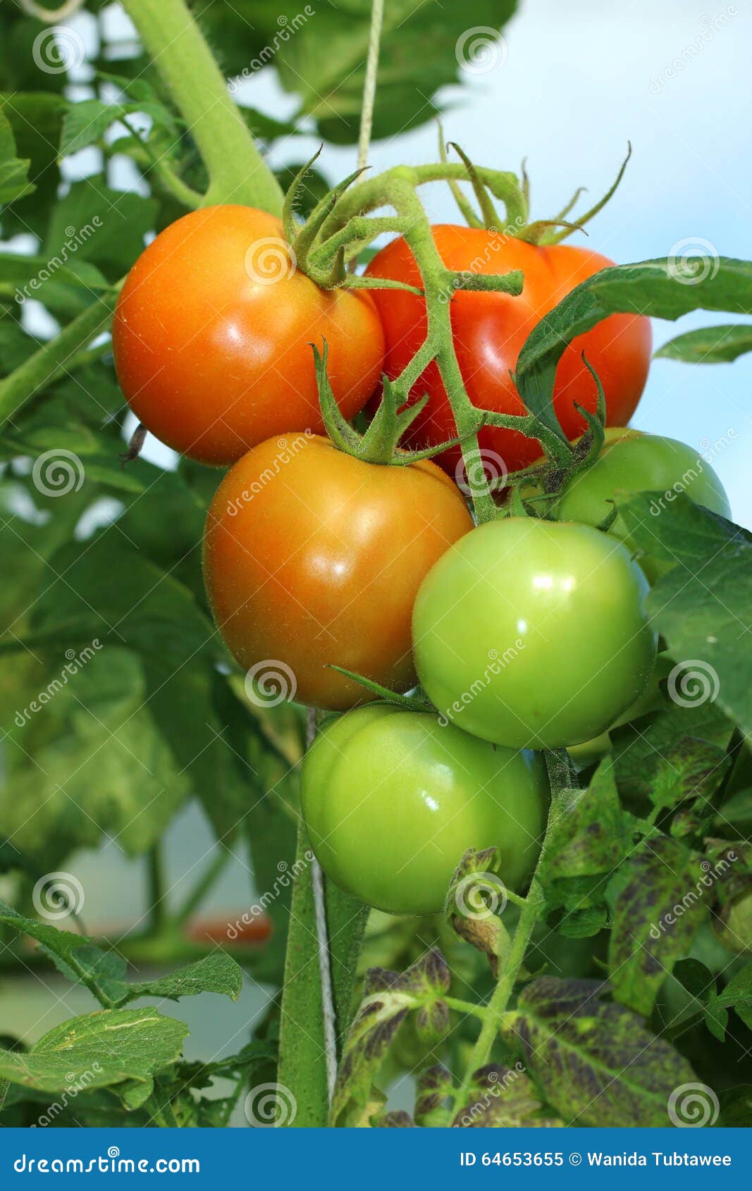 Vegetables,tomatoes stock image. Image of basket, produce 64653655