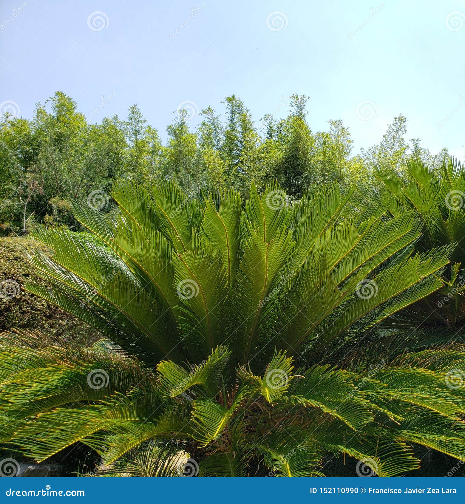 Vegetación Del Clima Templado Con Follaje Verde En La Estación De Verano  Foto de archivo - Imagen de follaje, travieso: 152110990