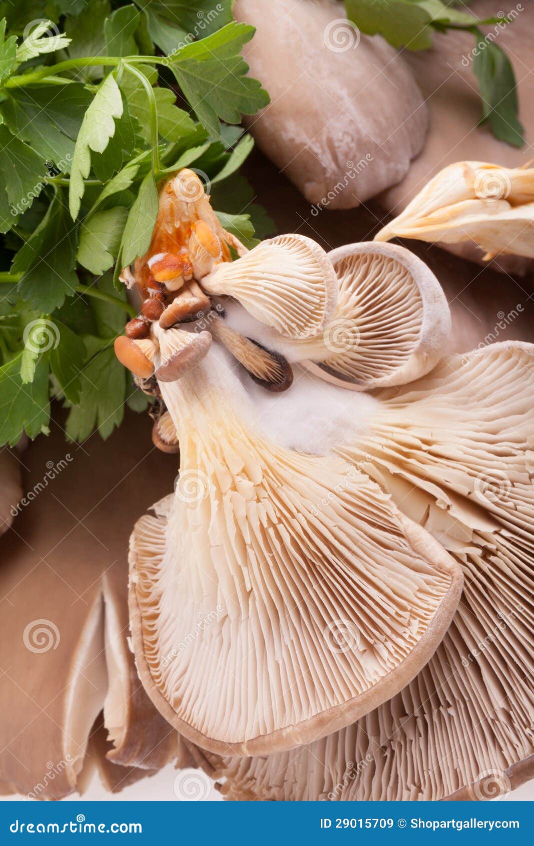 Vegetarian Food Mushrooms Stock Image Image of gourmet, edible