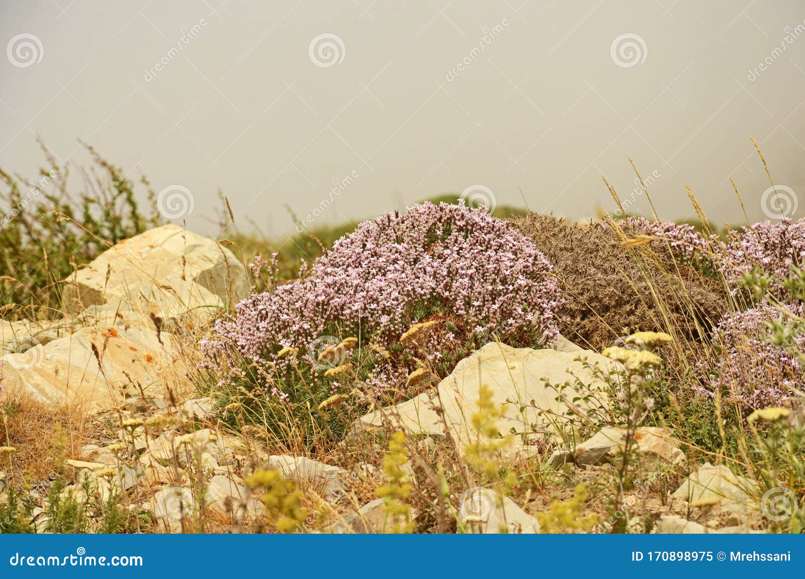 vegetation in alborz mountains , iran