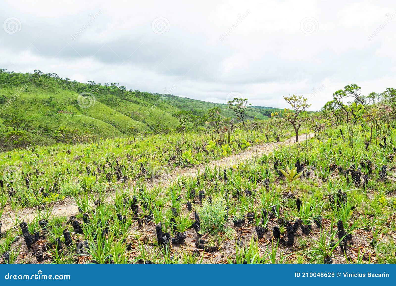 vegetation of the brazilian cerrado, capitÃÂ³lio mg brazil